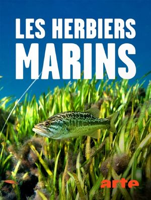 Les herbiers marins - Précieuses sources de vie