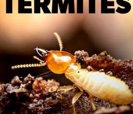 image-https://media.senscritique.com/media/000022117265/0/l_univers_grouillant_des_termites.jpg