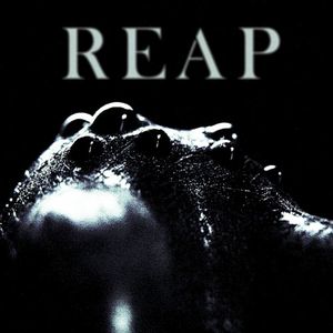 Reap (Single)