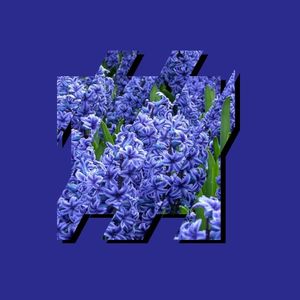 Hyacinths (Single)
