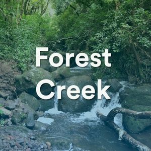 Forest Creek (Single)