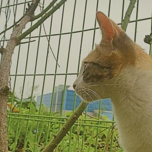 A cat who doesn’t like canned tuna (Single)