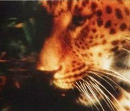 image-https://media.senscritique.com/media/000022205097/0/leopard.jpg