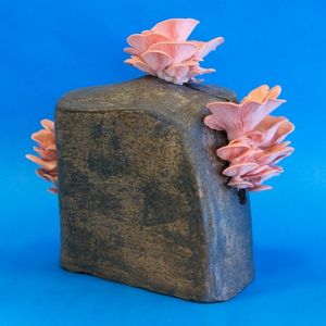 Spring of Choice (Single)