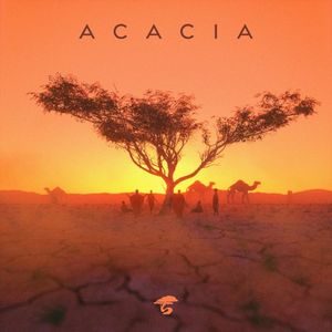 Acacia