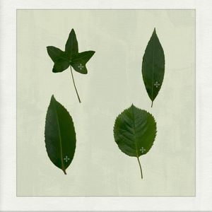 photo synthesis (EP)