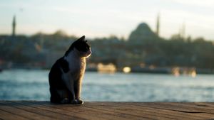 Istanbul, la ville des chats