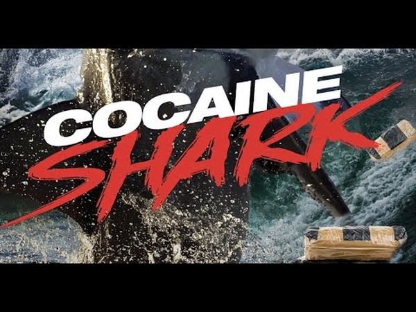 Cocaine Shark