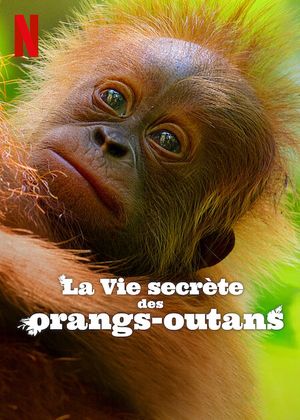 La Vie secrète des orangs-outans