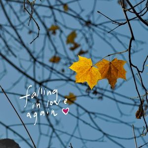 falling in love again (Single)