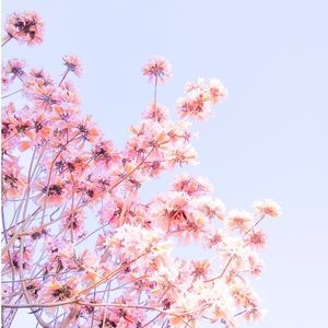 blossom (Single)