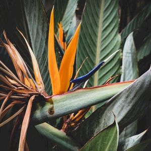 Tropical Flower (Single)