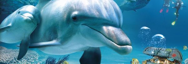 L'Île aux dauphins : Aventures sous-marines