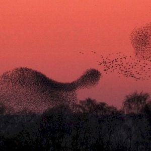 Murmuration (Single)