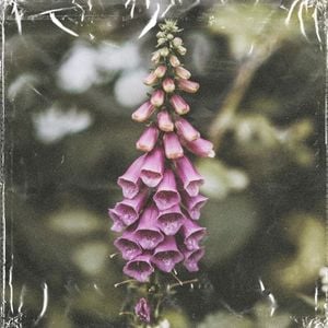 foxglove (Single)