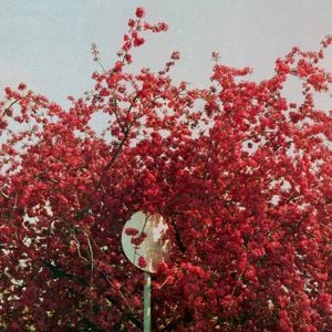 A Late Bloom (EP)