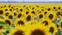 L’abominable mystère des fleurs