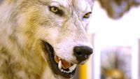 Le loup, un animal qui dérange ?