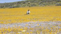 L'abominable mystère des fleurs