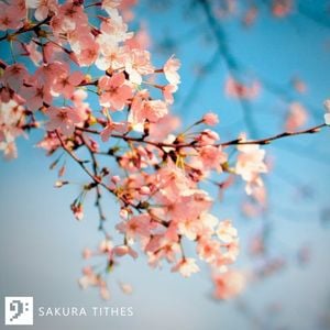 Sakura Tithes (Single)