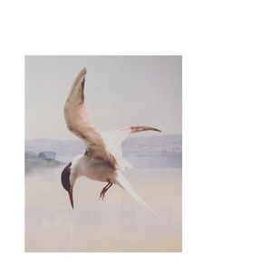 From Wire, for Wings (Single)