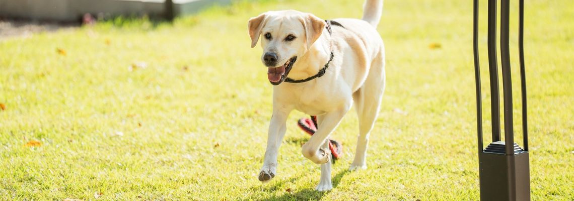 Cover Dog Knows Everything