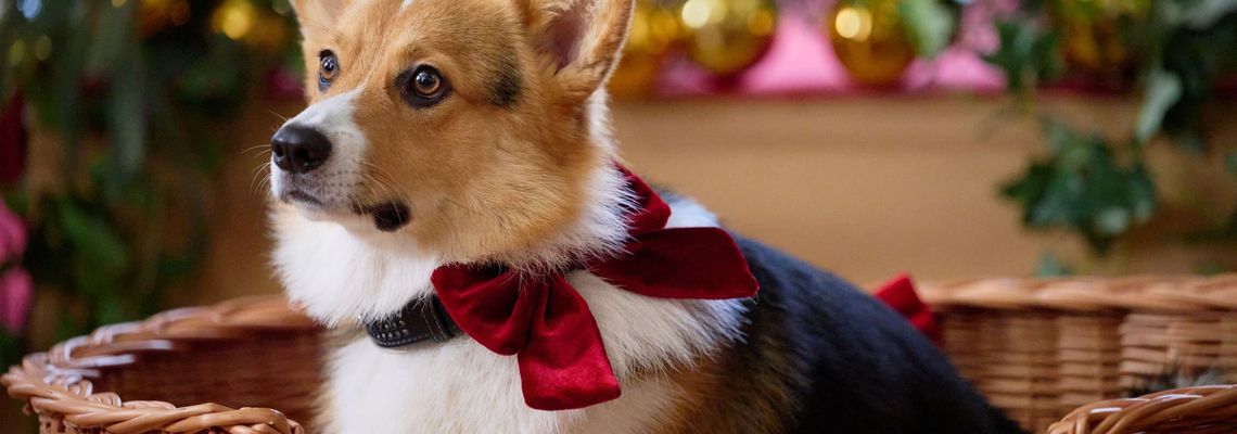 Cover Un cadeau royal pour Noël