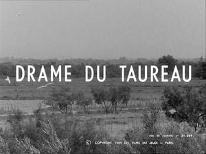 Le drame du taureau