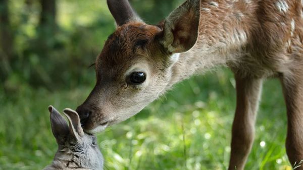 Bambi - L’histoire d’une vie dans les bois