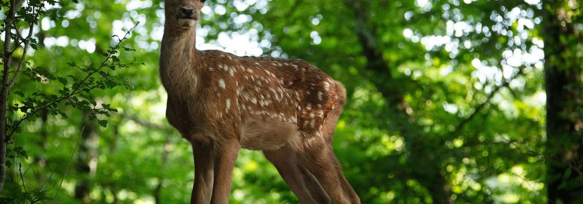 Cover Bambi - L’histoire d’une vie dans les bois