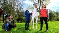 On achève bien les jockeys