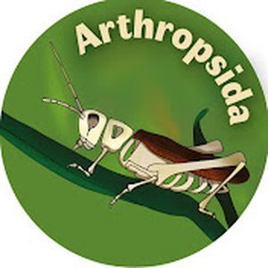 Arthropsida