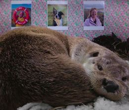 image-https://media.senscritique.com/media/000022457895/0/billy_molly_an_otter_love_story.jpg