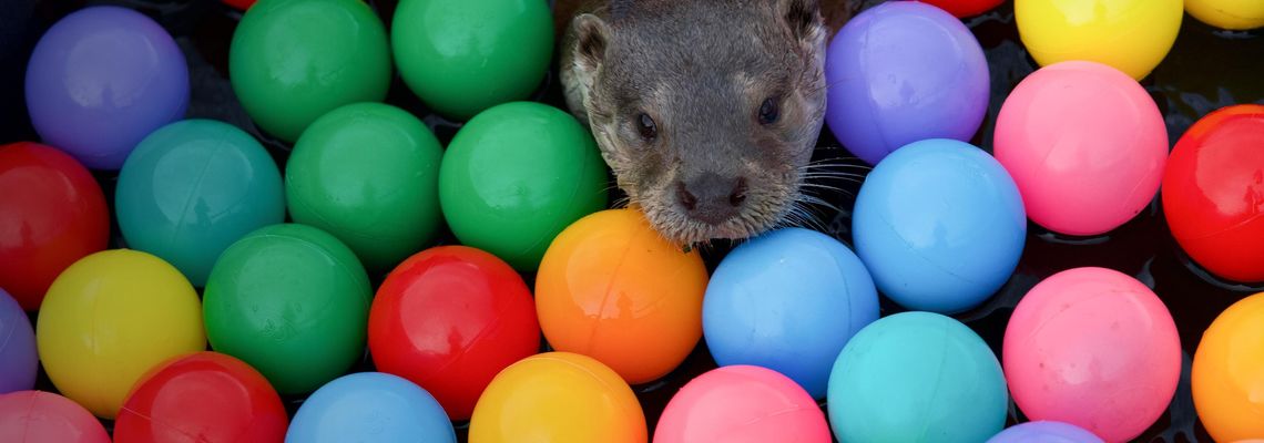 Cover Billy & Molly: An Otter Love Story