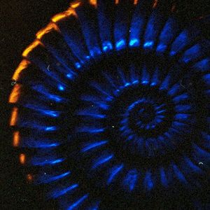 Студен душ (Single)