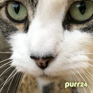 Purr24