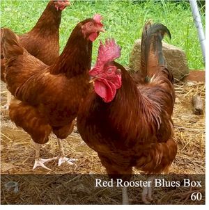 Red Rooster Blues Box 60