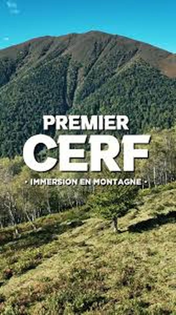 Premier cerf - Immersion en Montagne