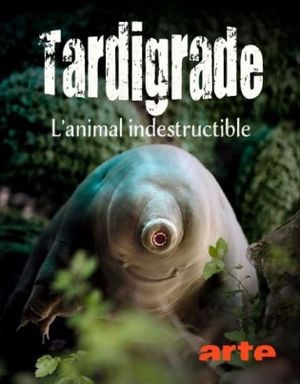 Tardigrade, l'Animal indestructible