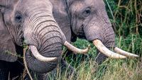 Savane