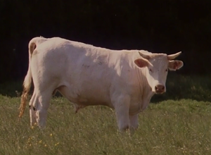 Deux steaks... bien tendres s'il vous plaît !