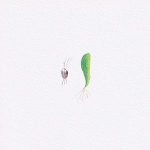 Las plantas crecen (Single)