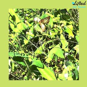 Butterfly (EP)