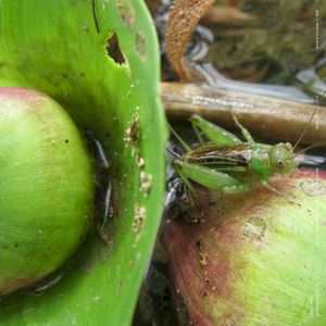 perez frogs at jardim josé do canto