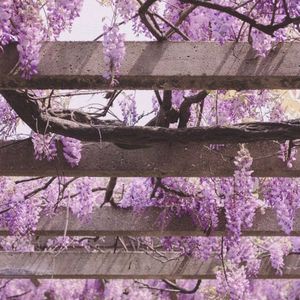 Cherry Blossoms (Single)