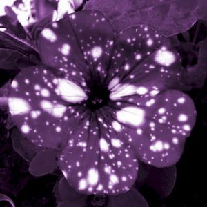 Esmeralda (Single)