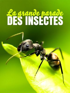 La grande parade des insectes