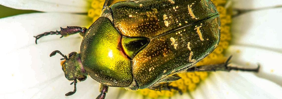 Cover La grande parade des insectes