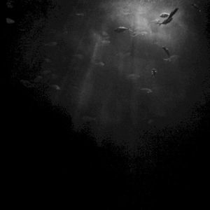 The Dancing Seagrass