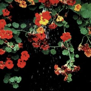 The End (Single)